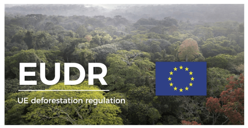 eu-deforestation-law-parliament-wants-to-give-companies-one-more-year-to-comply.jpg